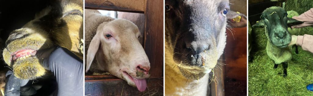 Banner BTV8 Praxistipps aus dem Seuchengebiet von Martin Gruber